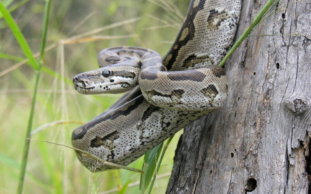 Индийский Крайт, индийская Кобра