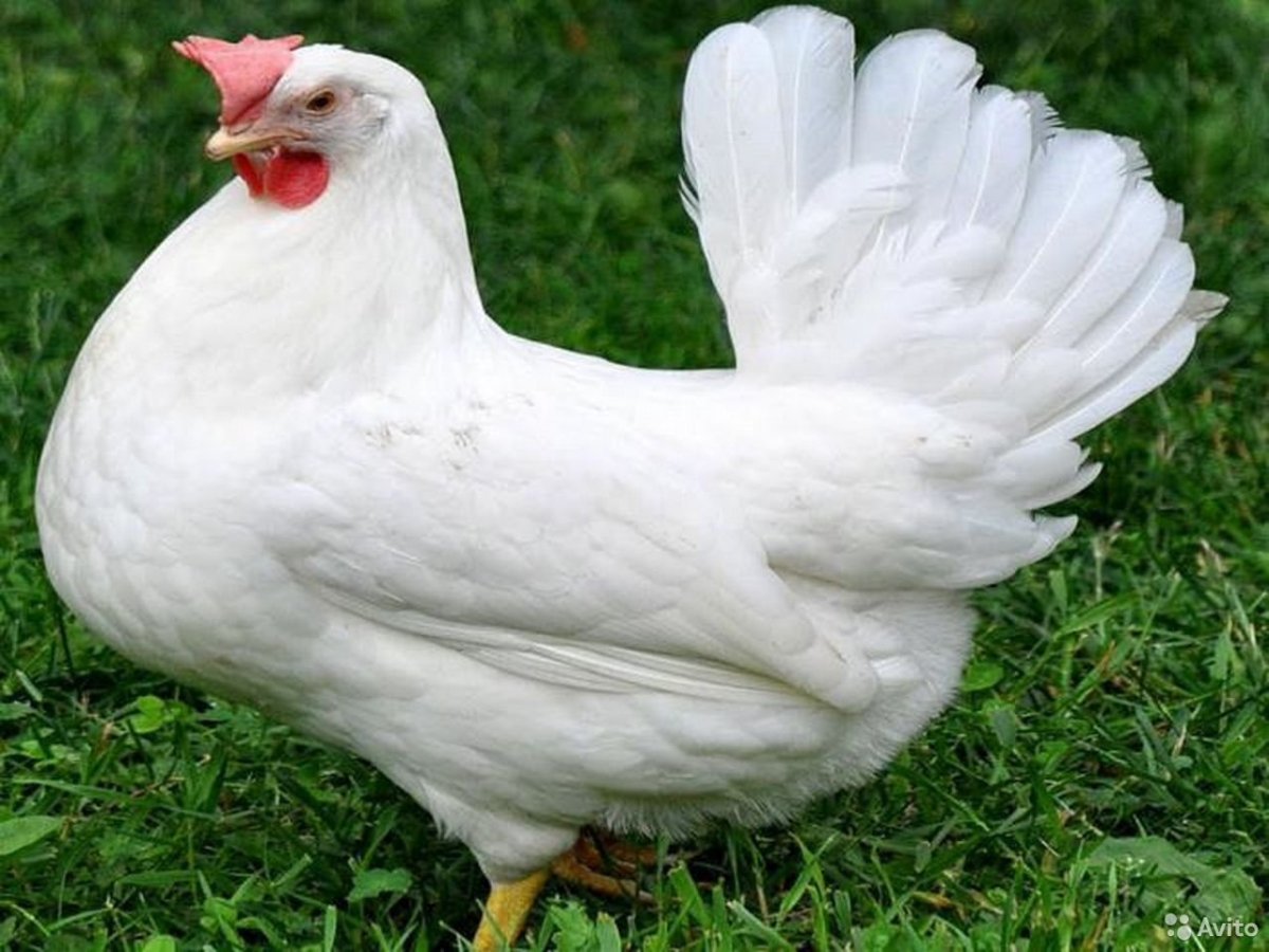 Леггорн Изабелла