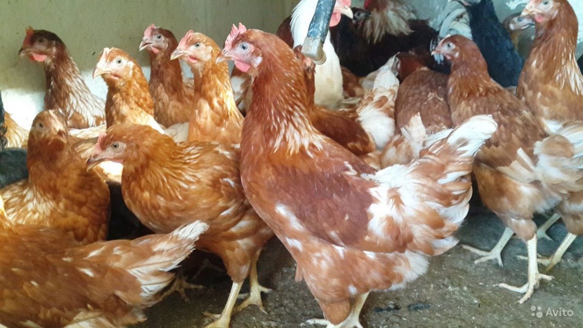 Куры Хайсекс Браун Браун