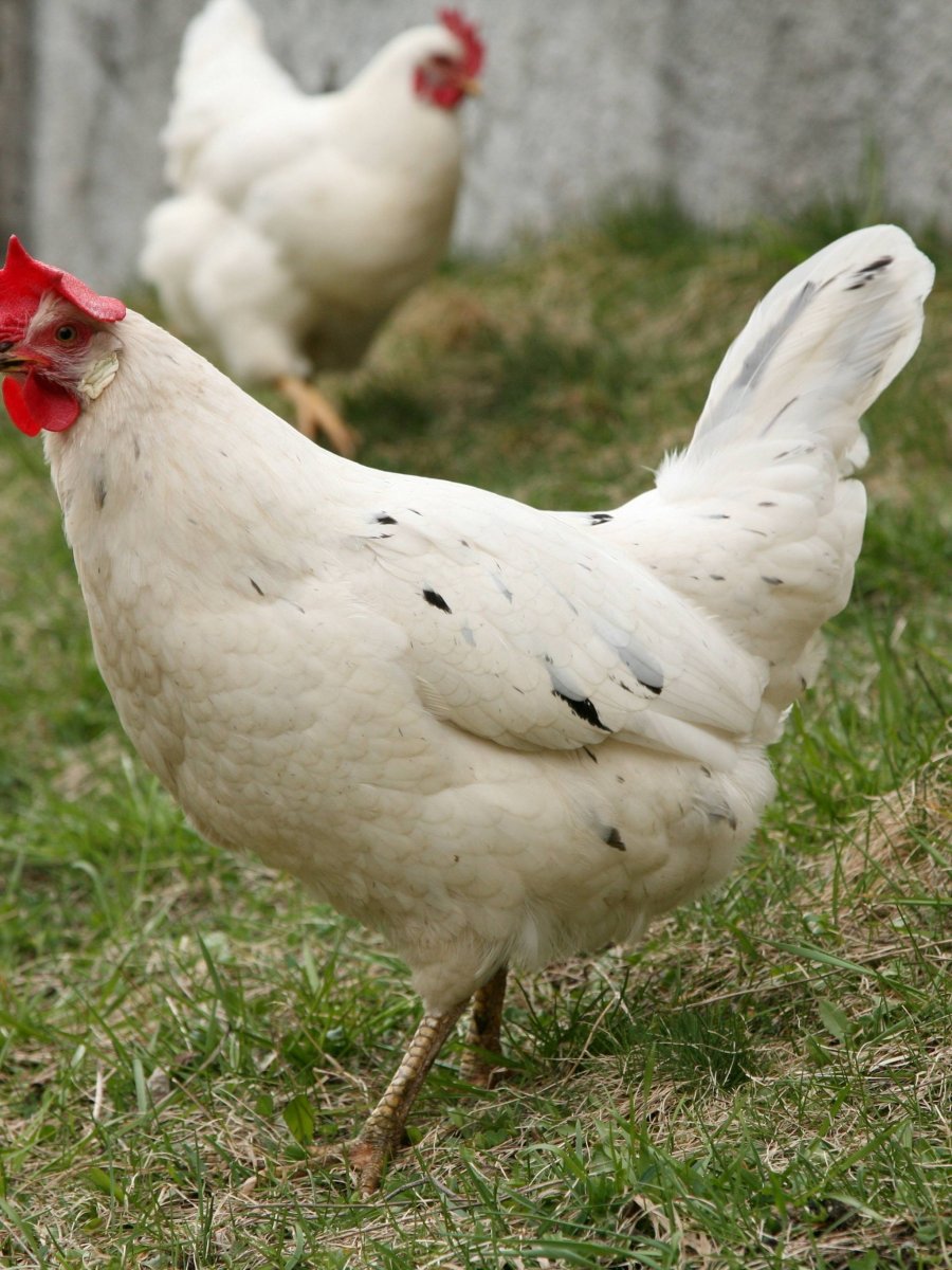 Ломан Браун супер ник коралл