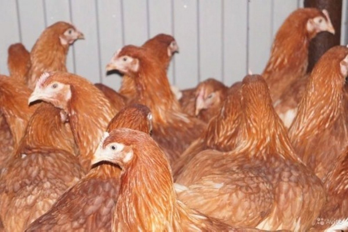 Кросс Хайсекс Браун