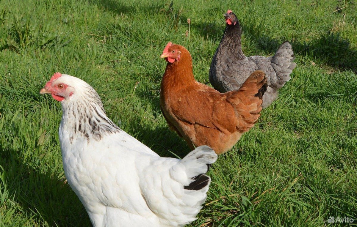 Куры Хай Суссекс Браун белые