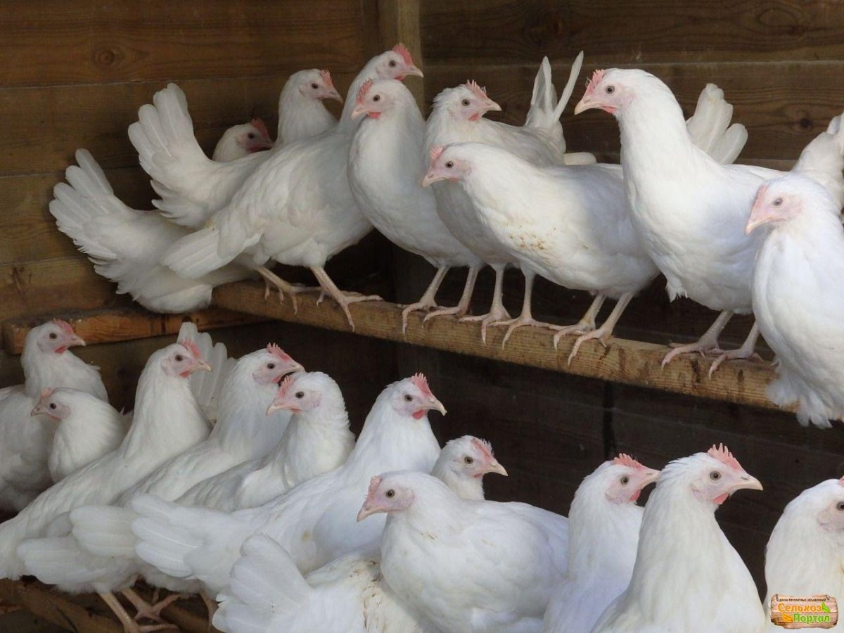 Ломан Уайт порода