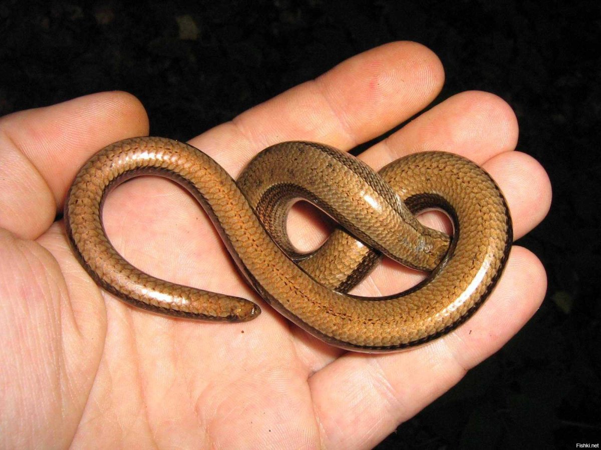 Веретеница змея