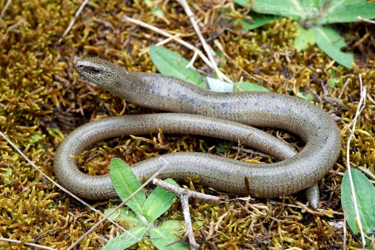 Веретеница слепой червь