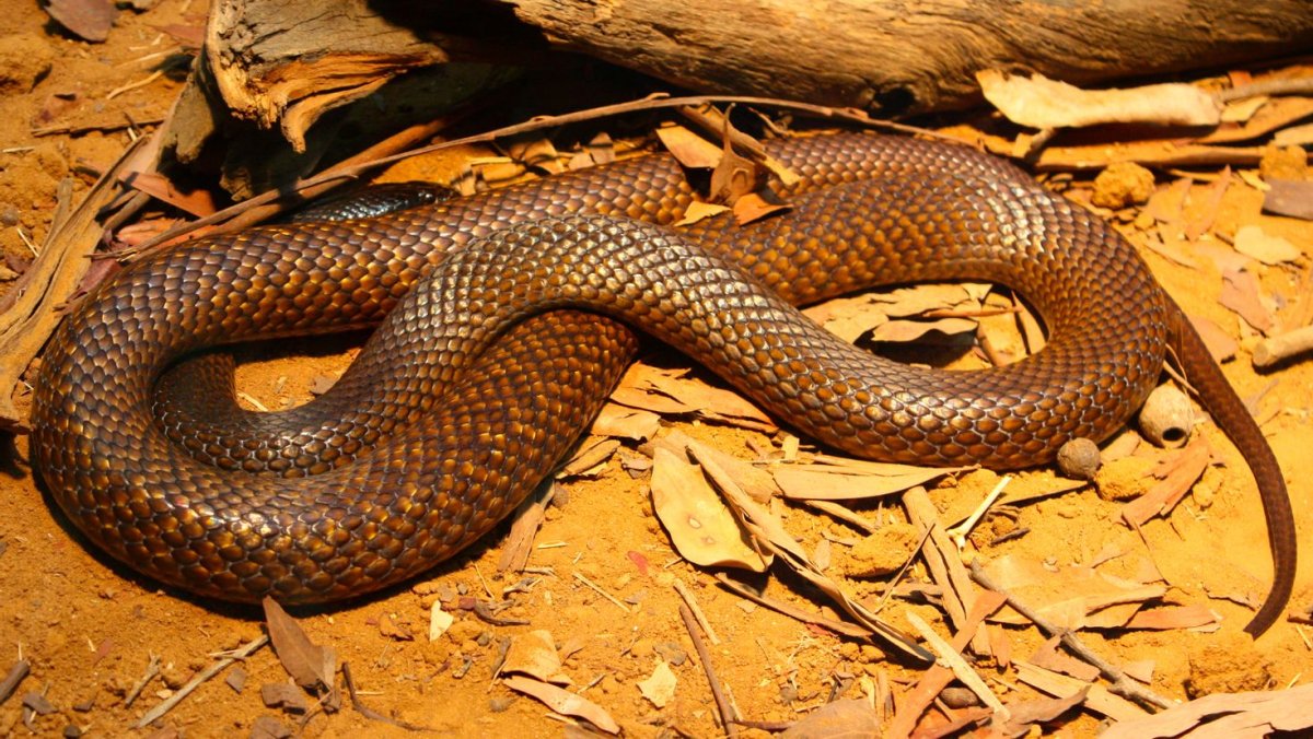 Гадюка Сахалинская ( Vipera sachalinensis )