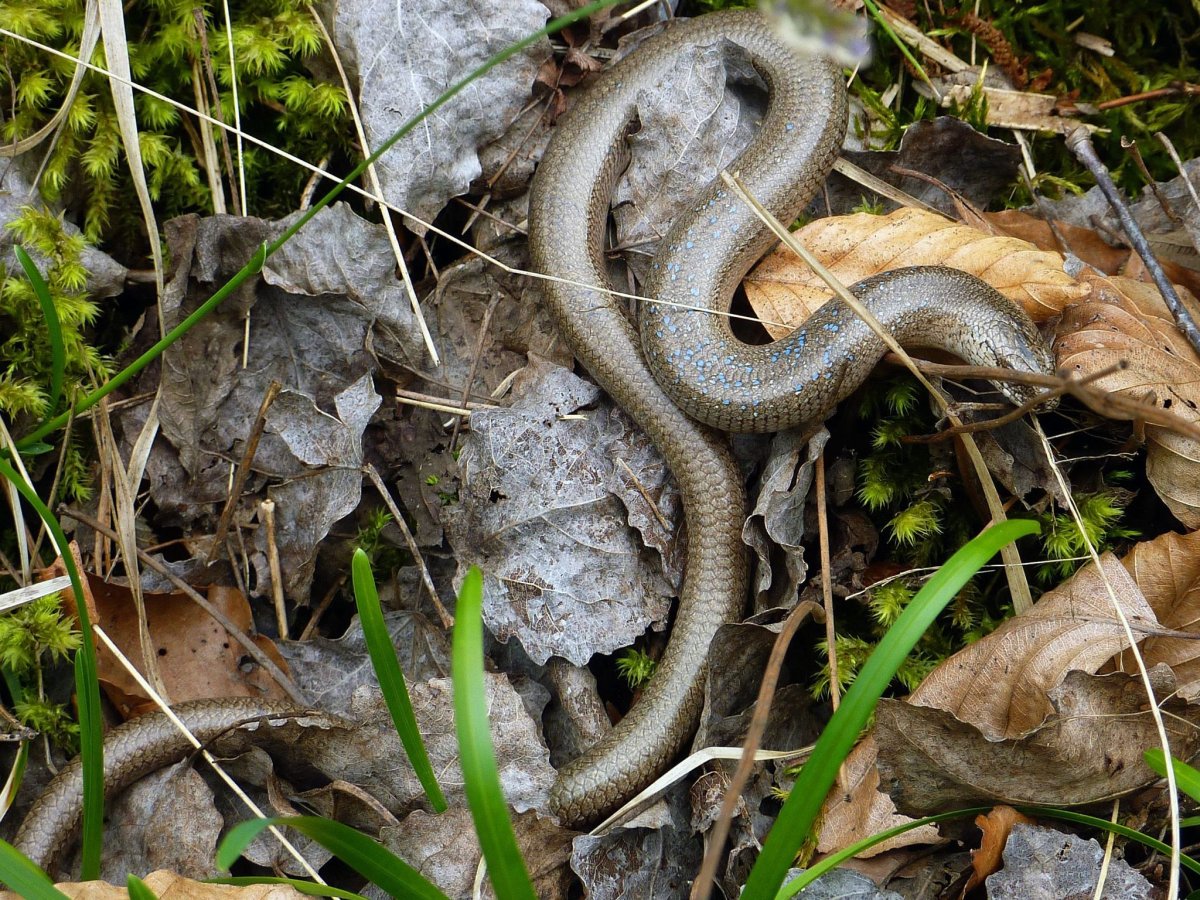 Безногая ящерица Краснодарского