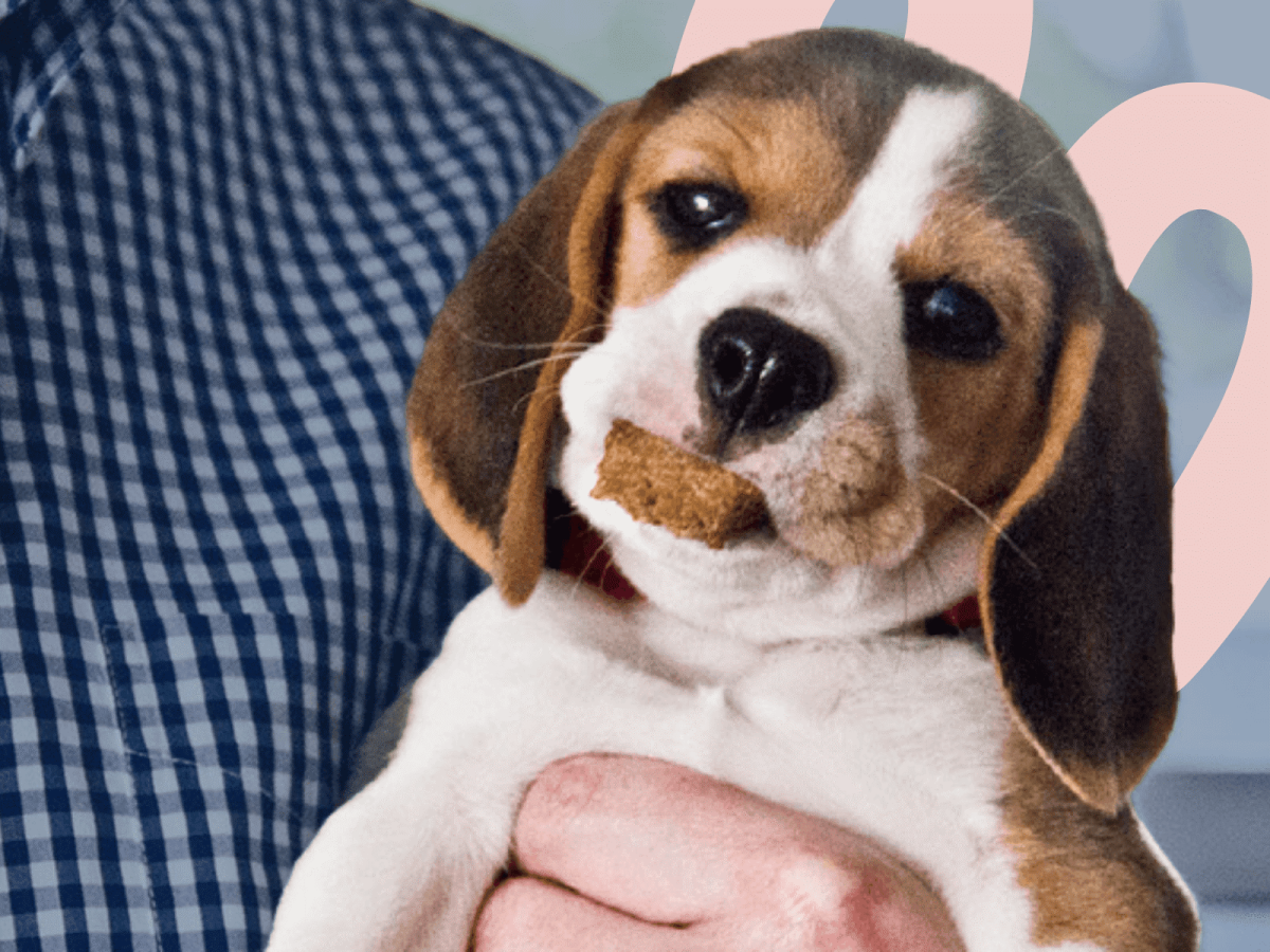 Американский Бигль