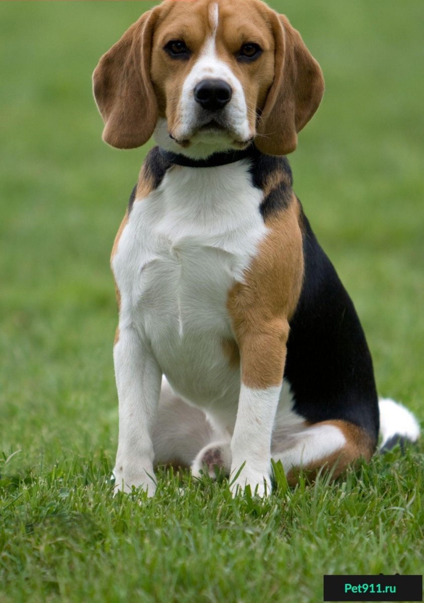 Бигль улыбается