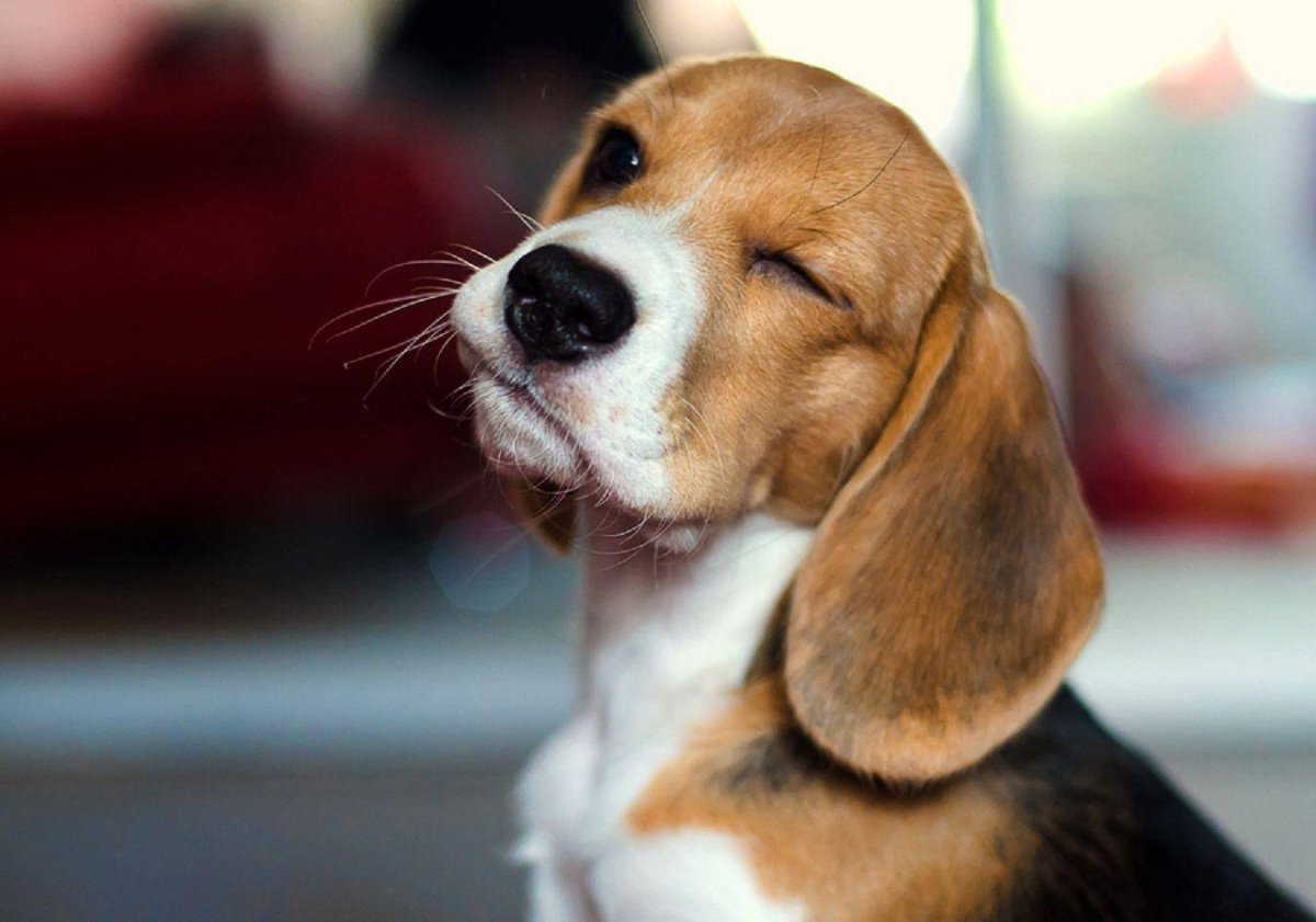 Бигль порода Бигль