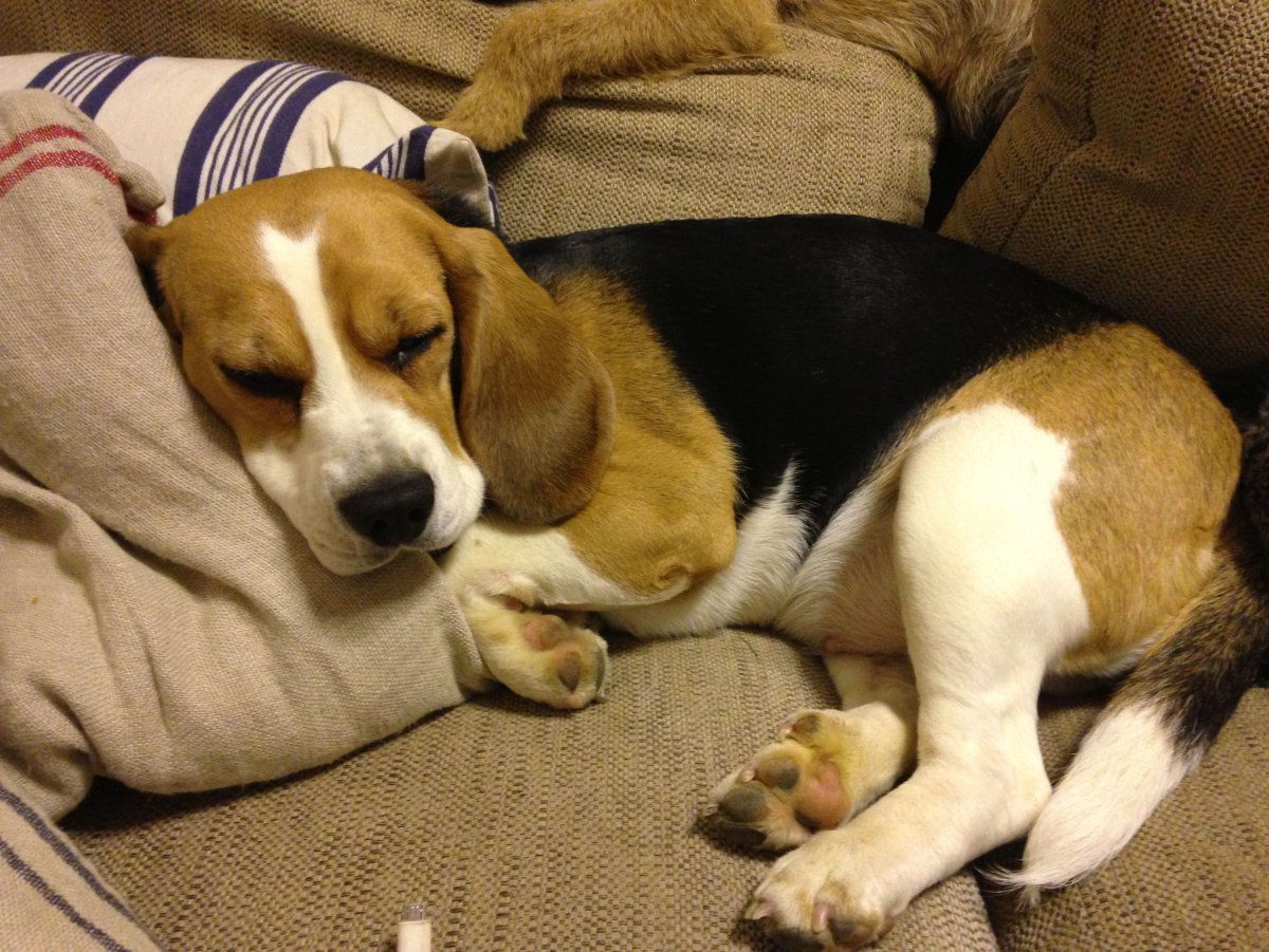 Бигль порода Бигль