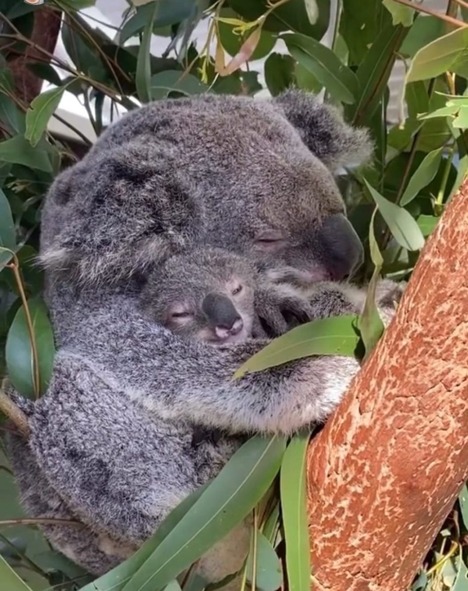 Алекс коал. Голоса и звуки животных коала.