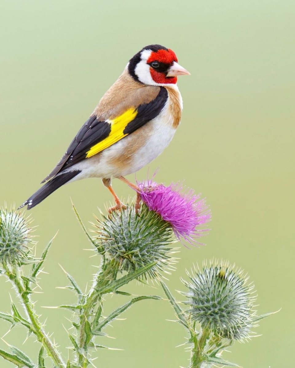 Черноголовый щегол