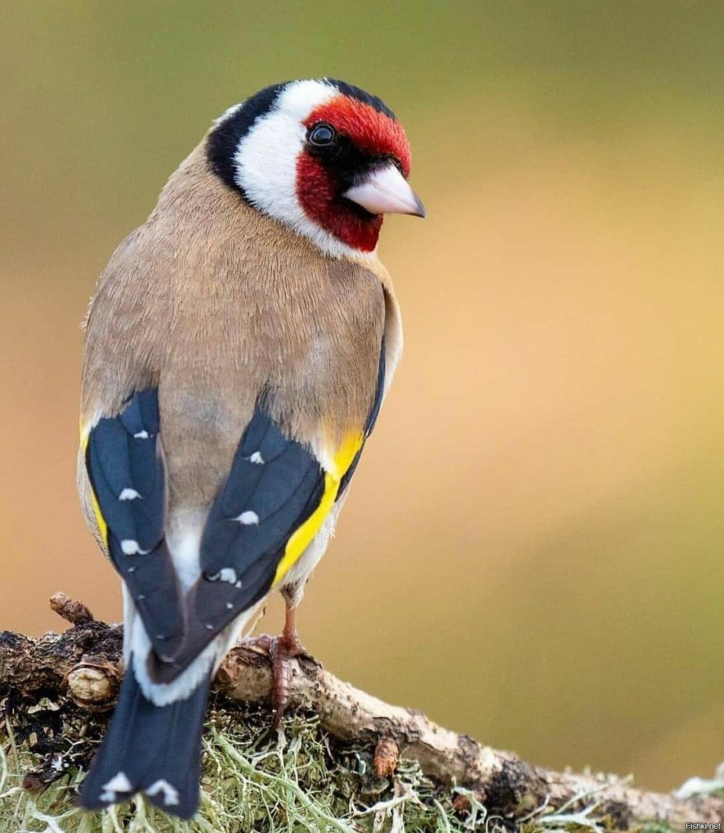 Толстоклювый щегол