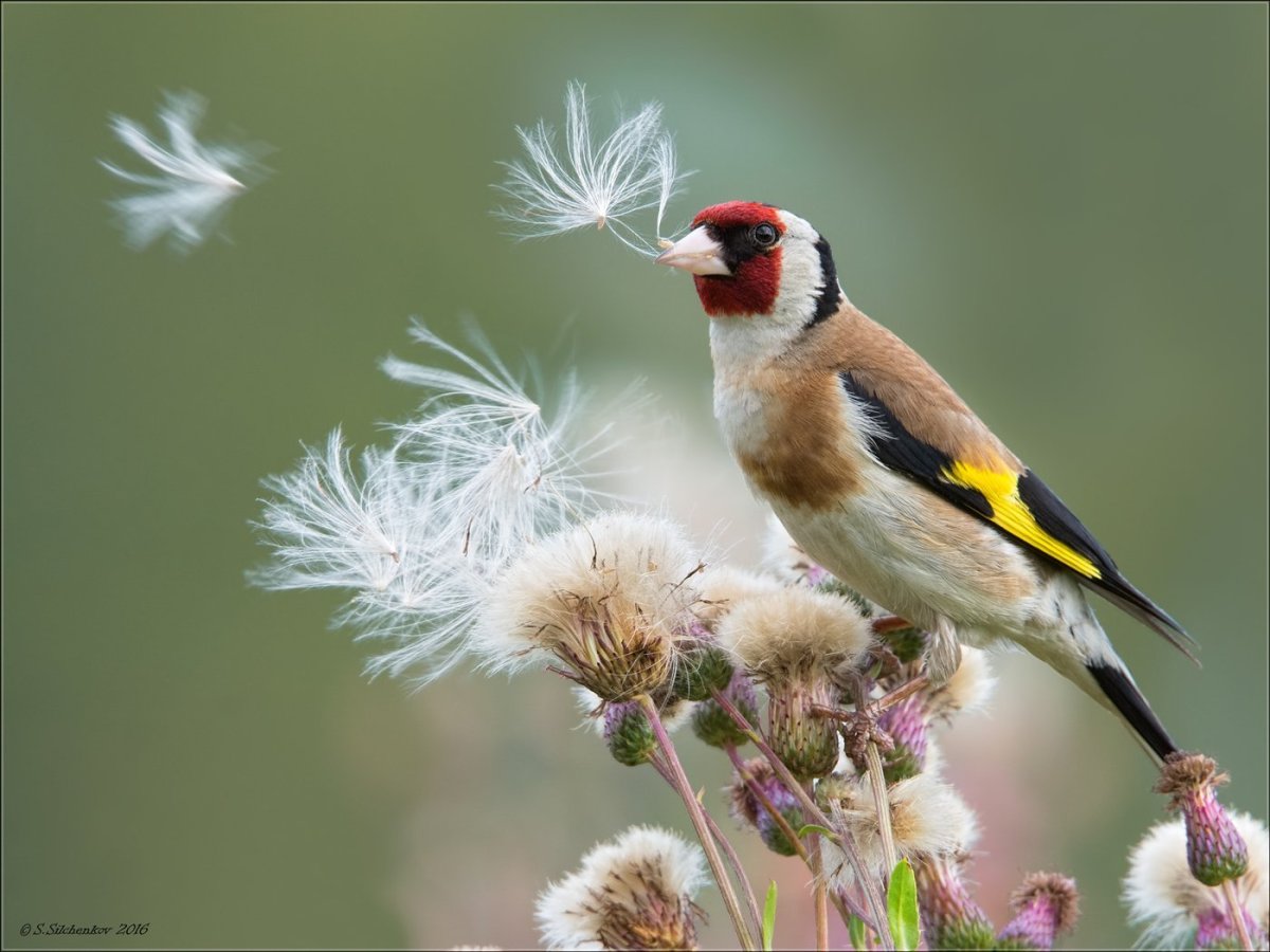 Щеглы и природа