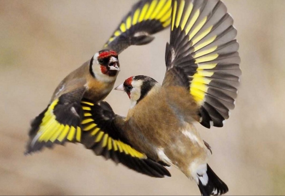 Черноголовый щегол самка и самец