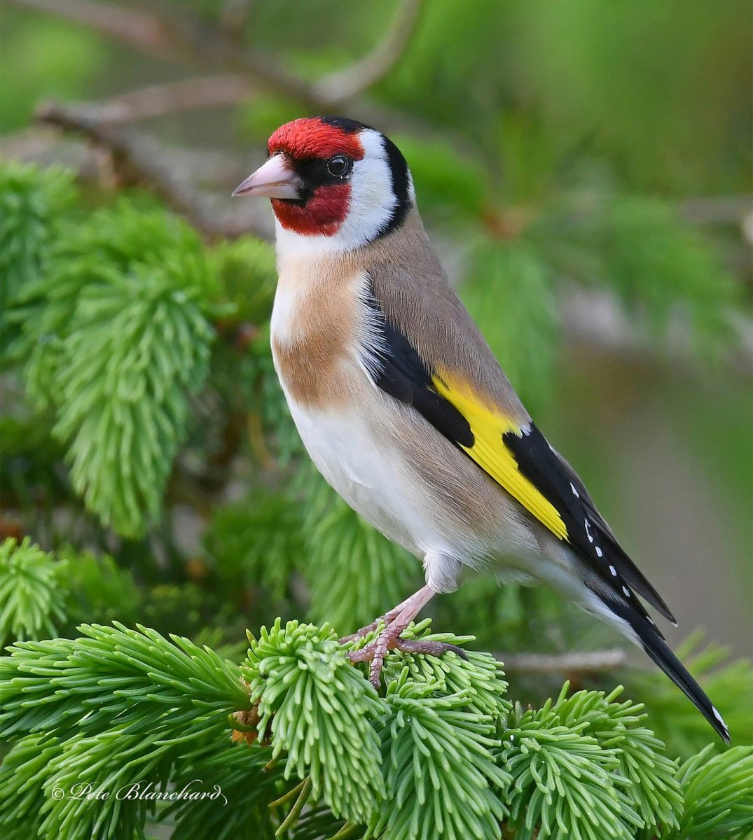 Черноголовый щегол