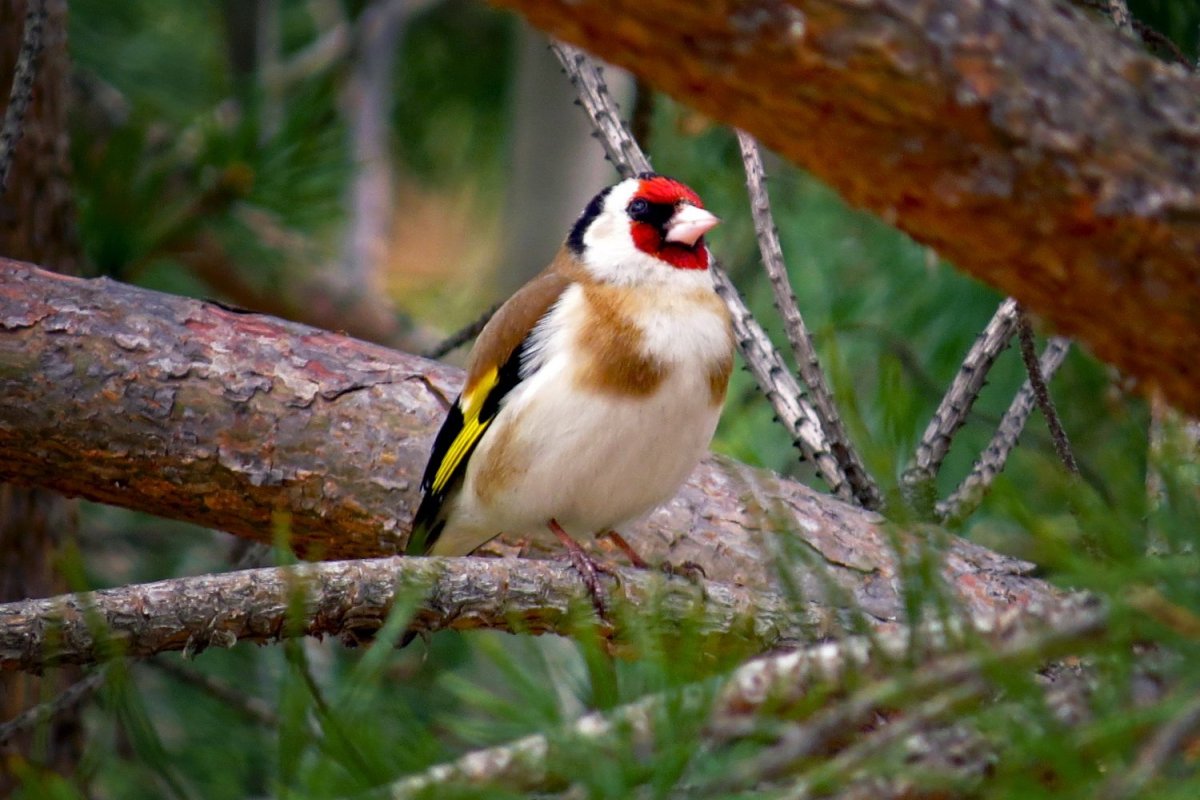 Черноголовый щегол пение