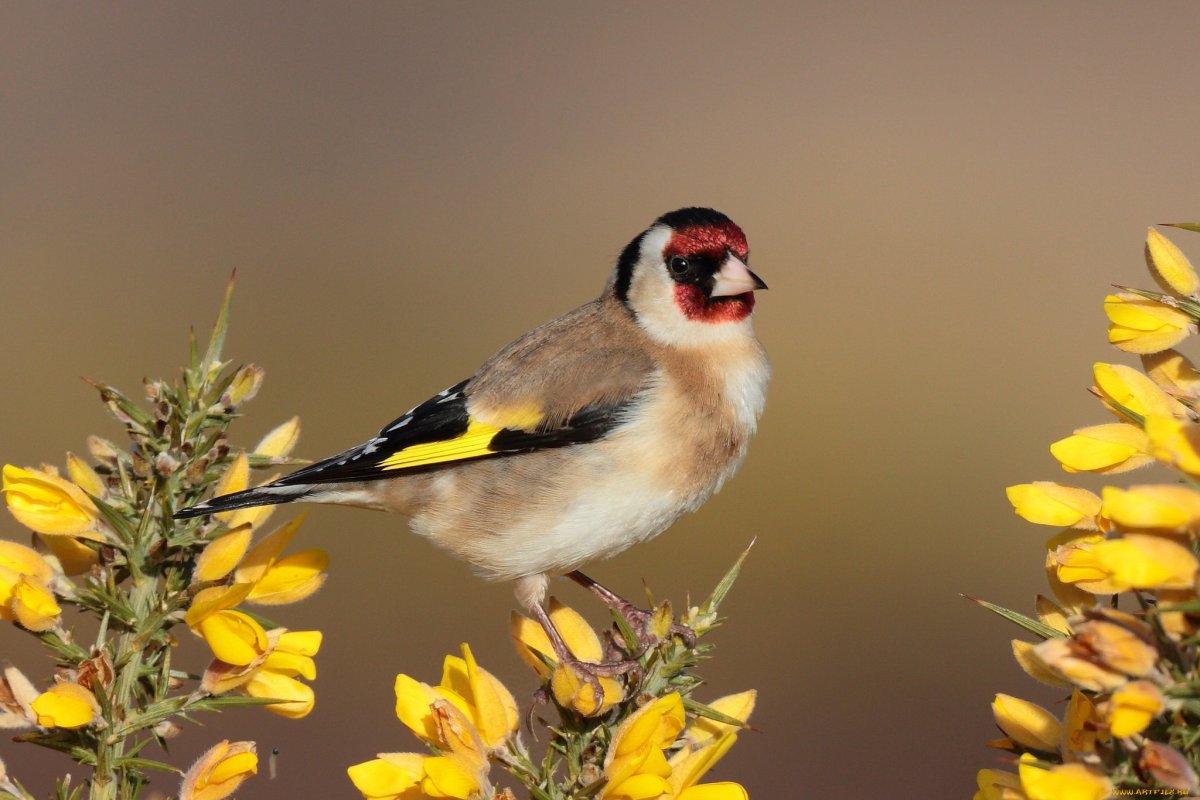 Чиж и щегол птицы