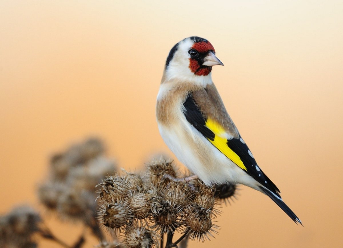 Черноголовый щегол птенец