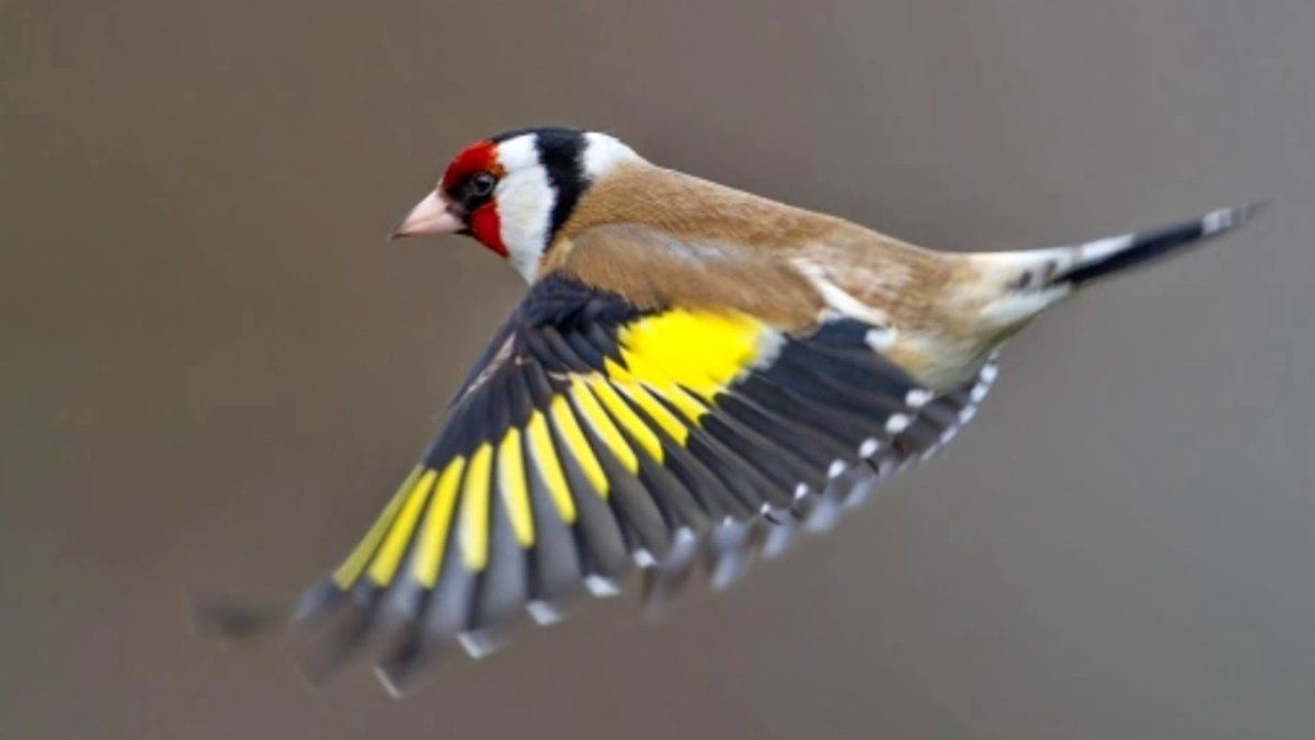 Черноголовый щегол