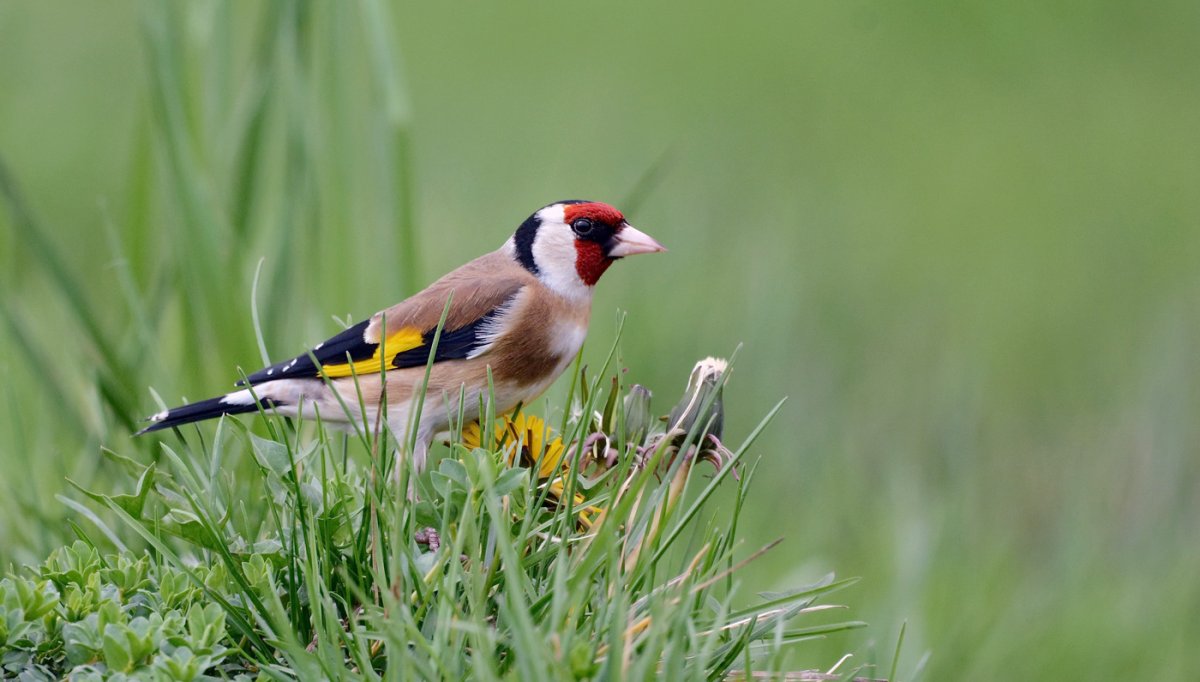 Красноголовый щегол