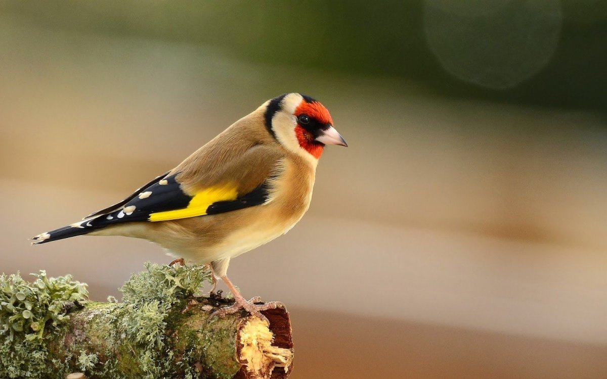 Красноголовый щегол