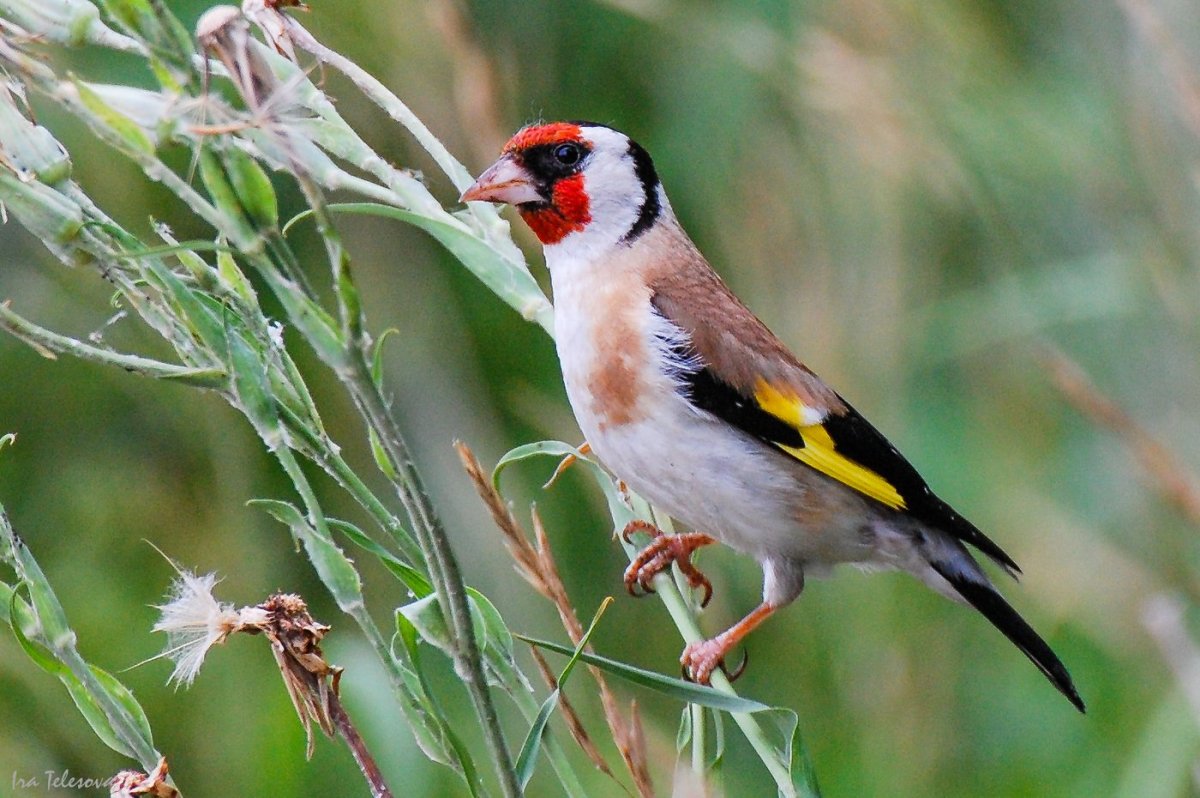 Красноголовый щегол