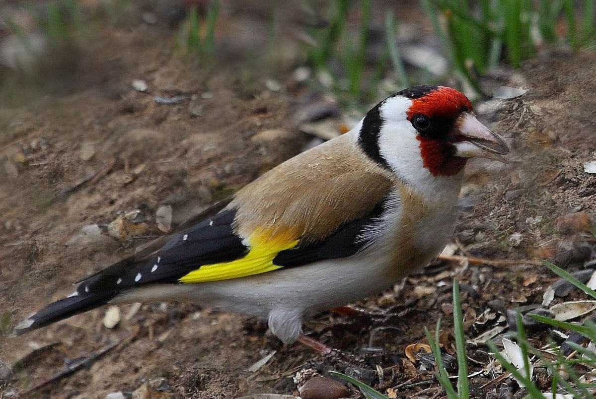 Красноголовый щегол