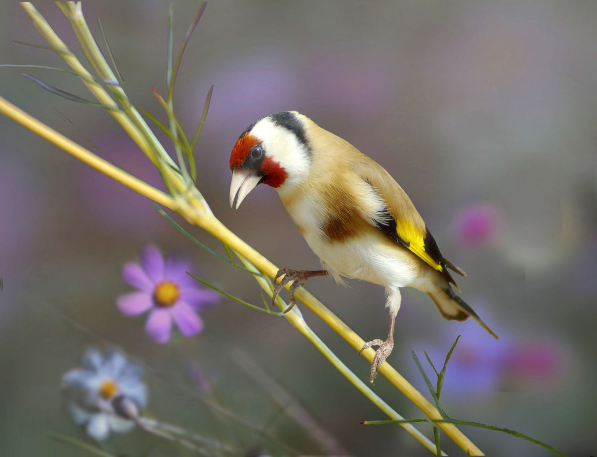 Красноголовый щегол