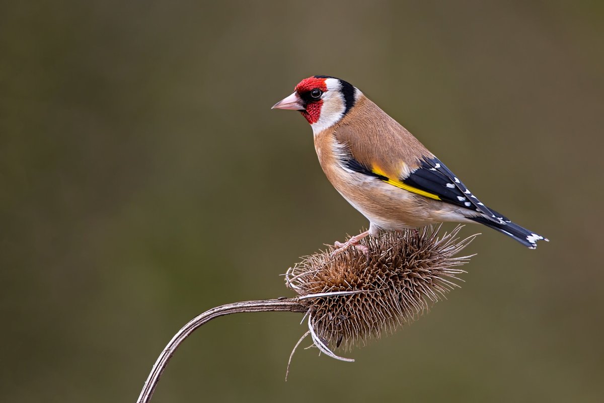 Черноголовый щегол