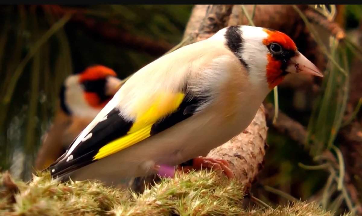 Черноголовый щегол птенец