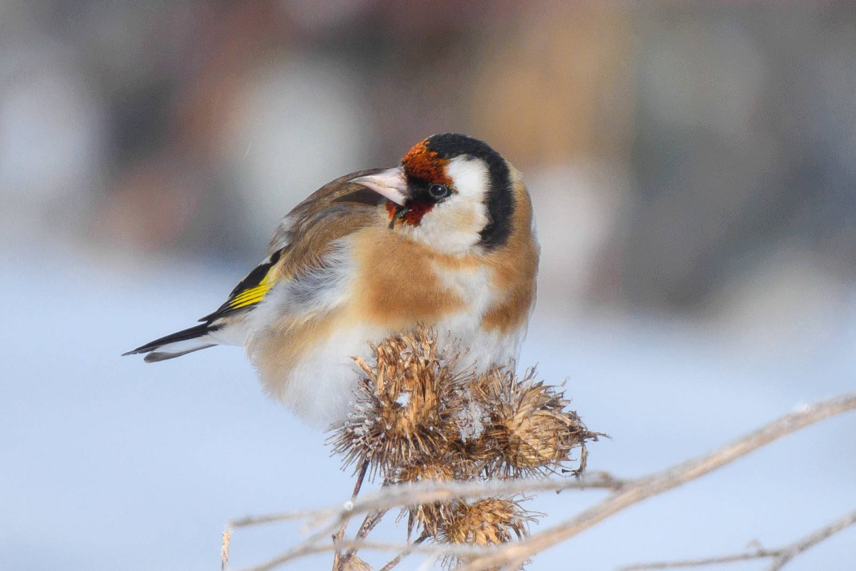 Обыкновенный щегол Carduelis Carduelis