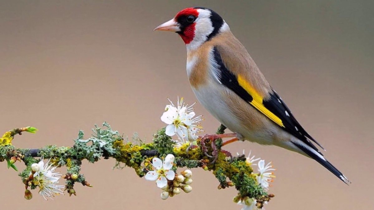 Черноголовый щегол птица