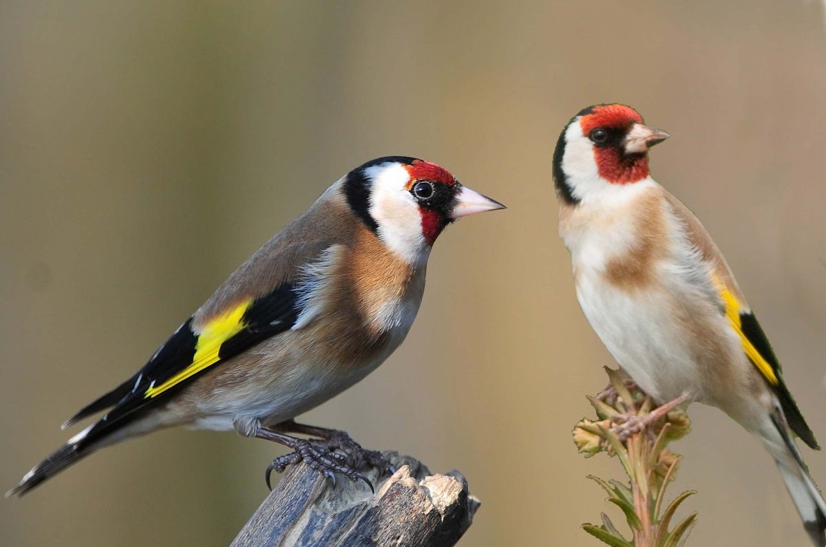 Щегол самка