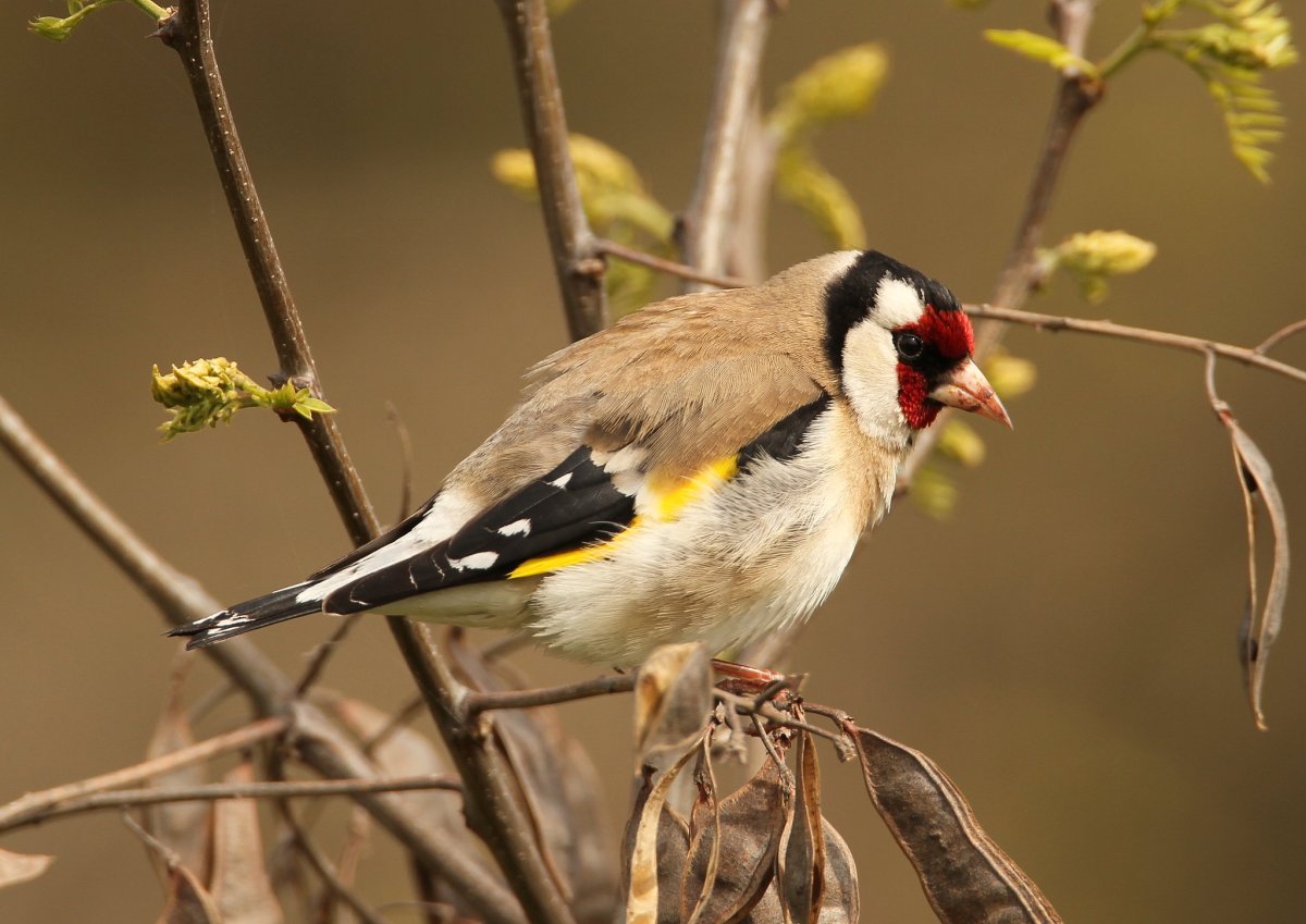 Обыкновенный щегол Carduelis Carduelis