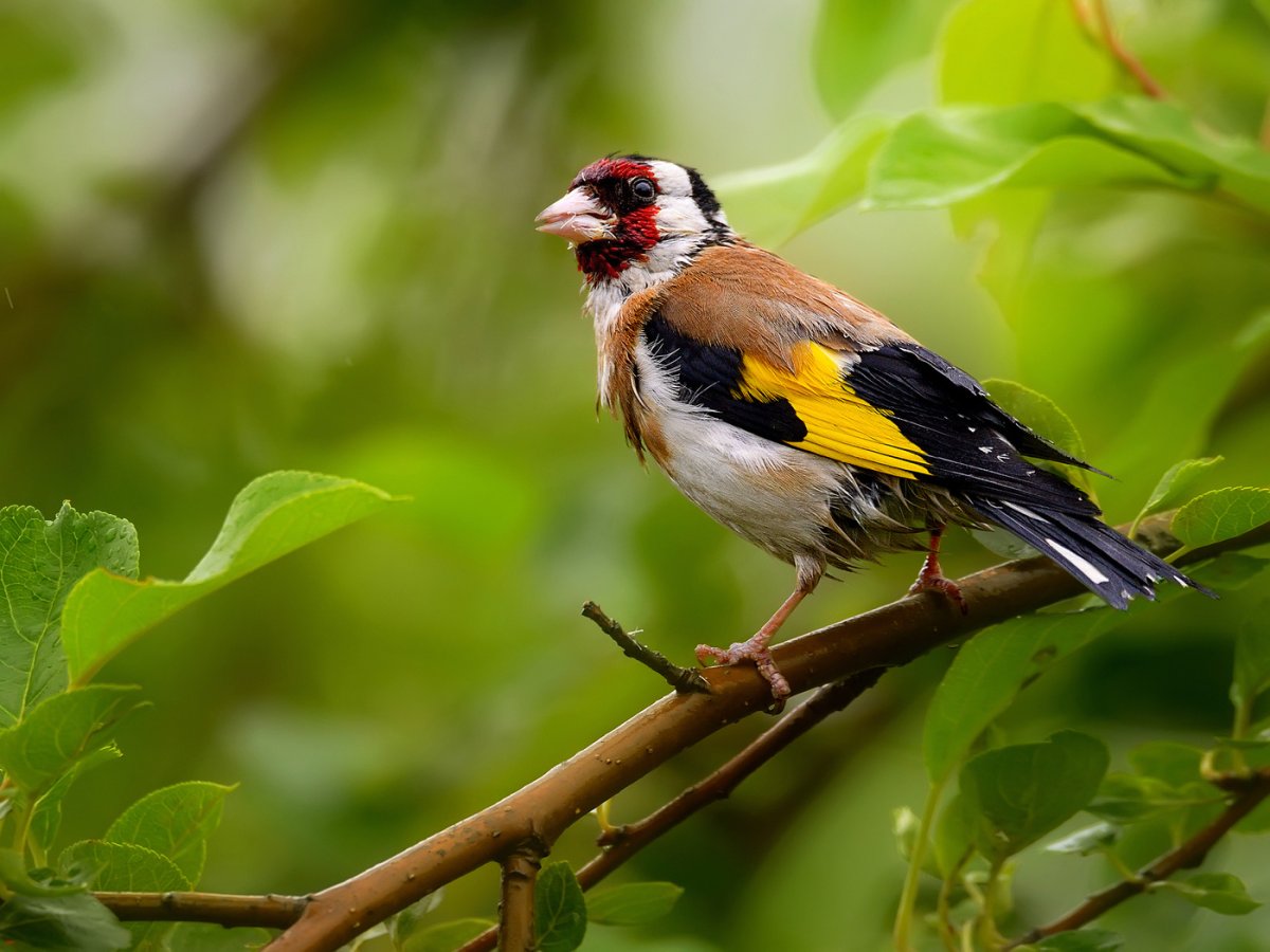 Щегол черноголовый Carduelis Carduelis