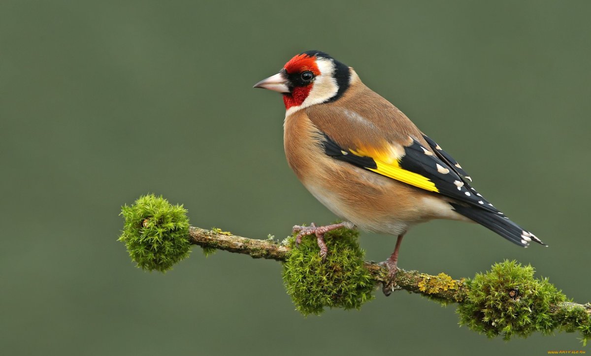 Красноголовый щегол