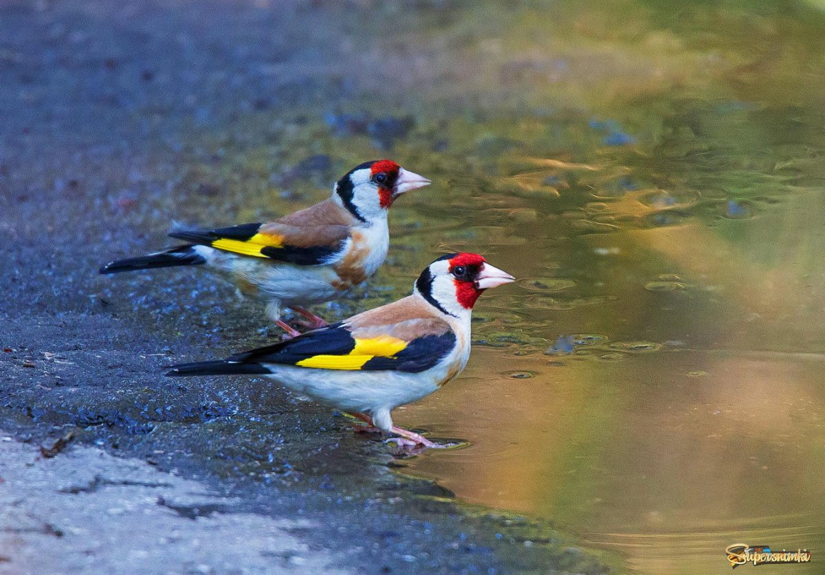 Черноголовый щегол самка