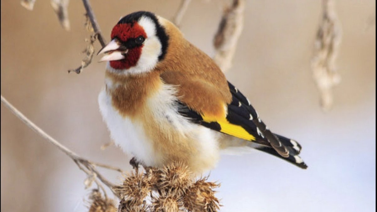 Щебетал щегол и щелкал, картинка