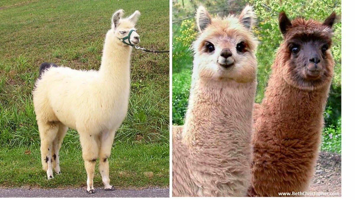 Альпака пака