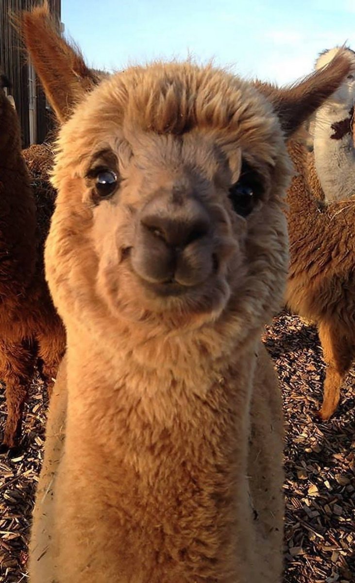 Королевская альпака