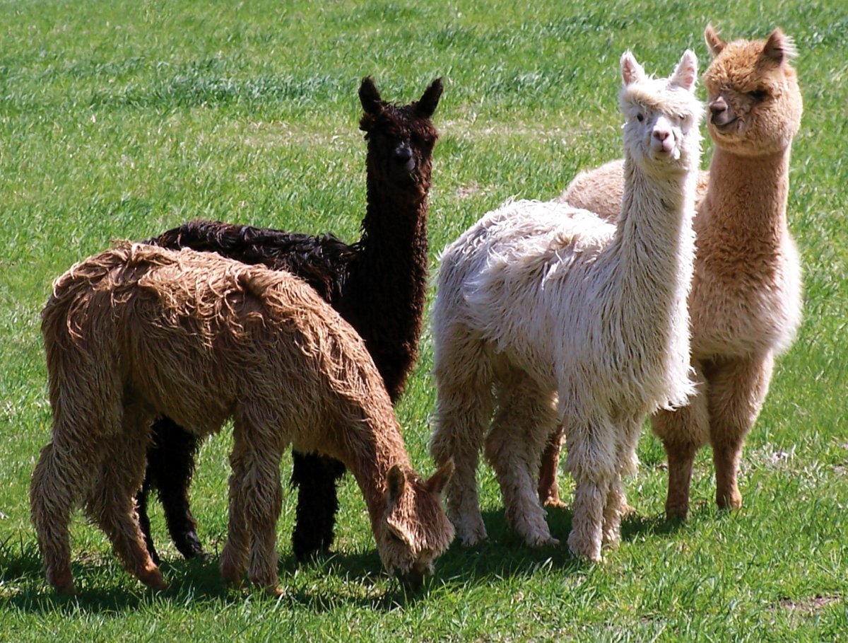 Лама vs альпака