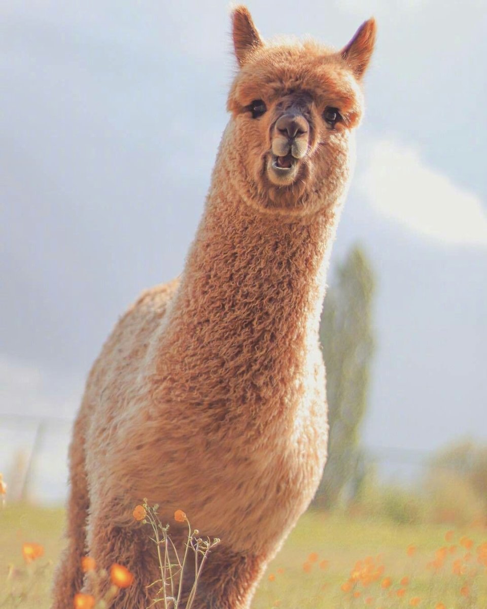 Яйца альпаки