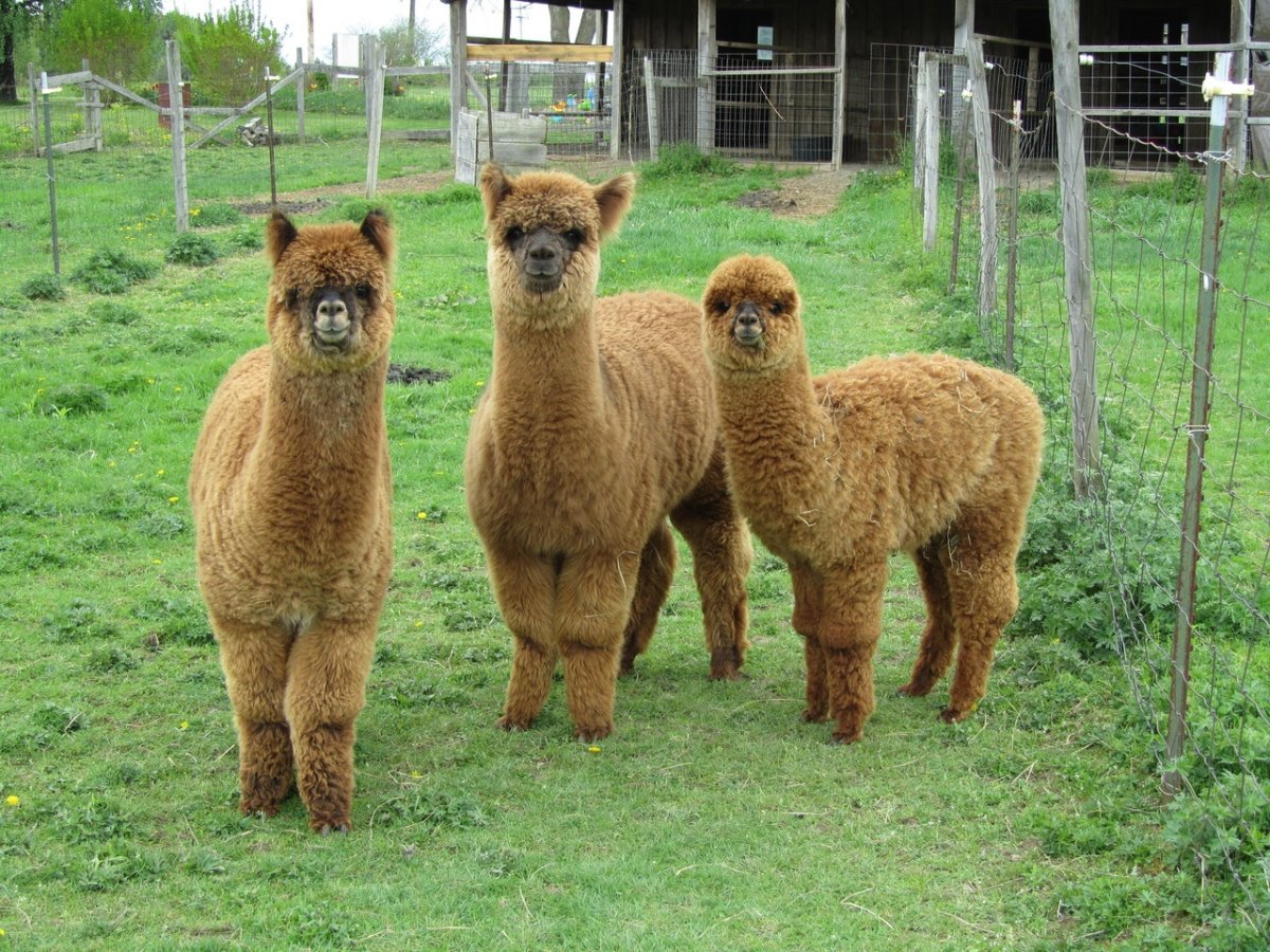 Альпака эмодзи