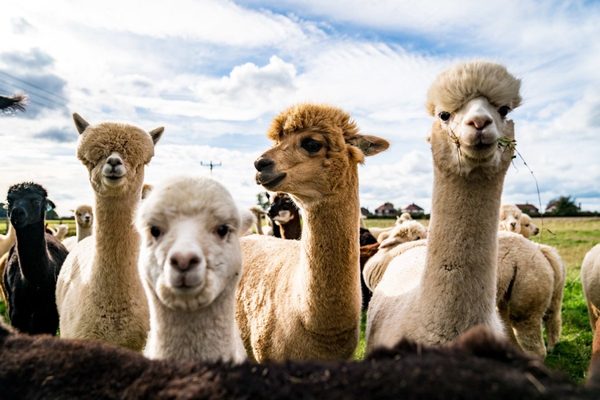 Погулять с альпакой в Новосибирской области