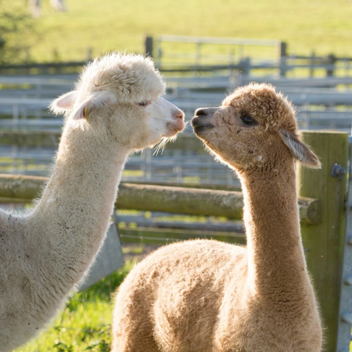 Милые альпаки