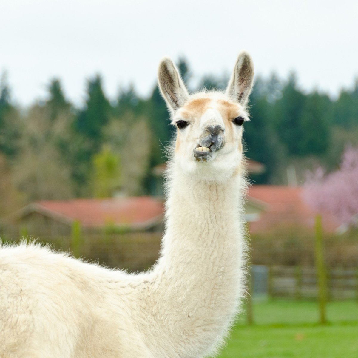 Горные альпаки