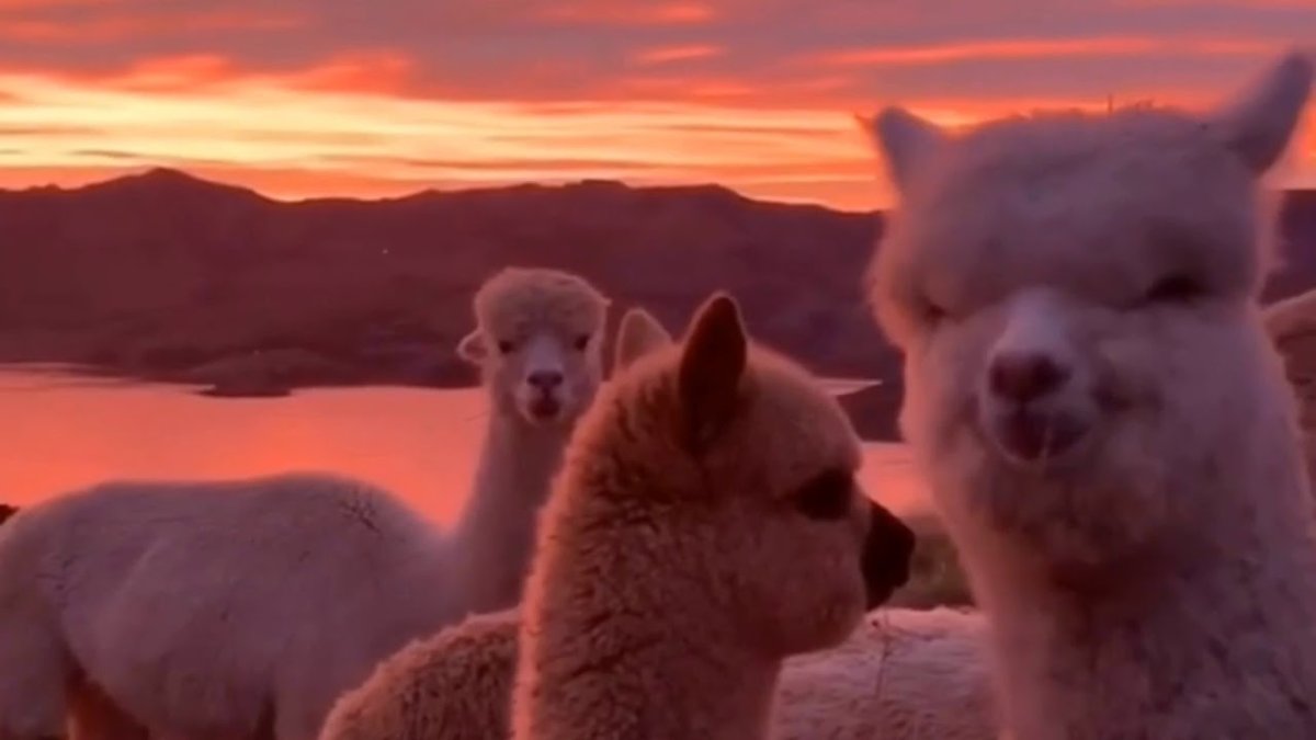 Смешное животное