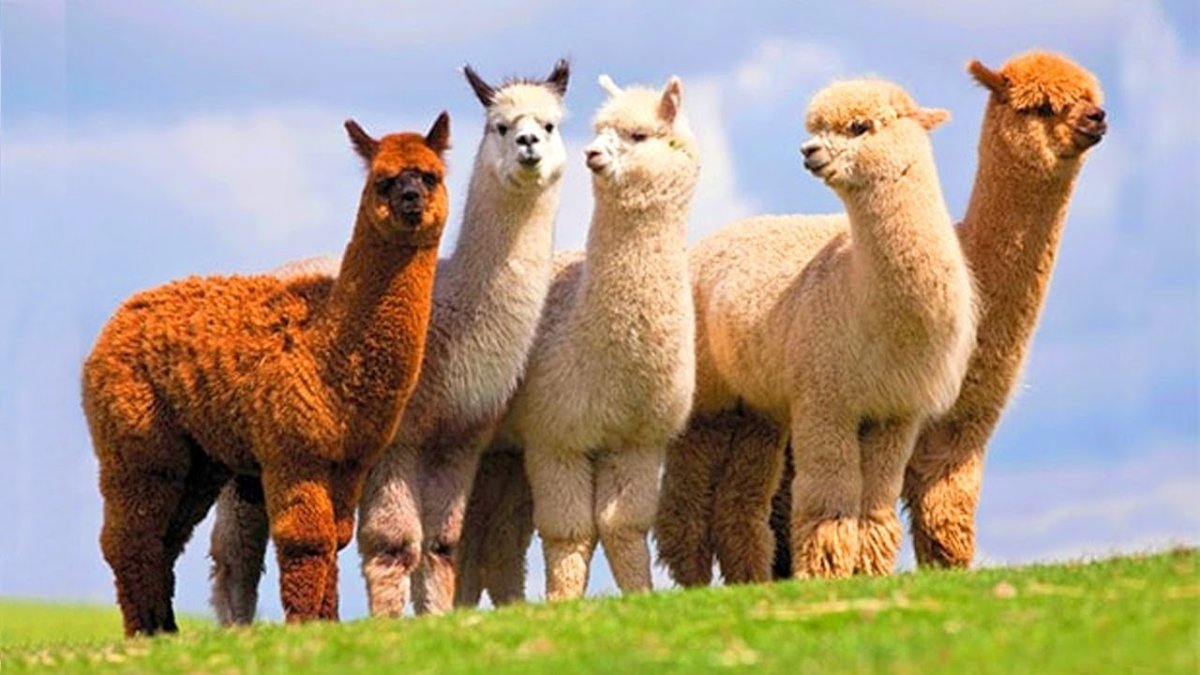 Love Love Alpaca